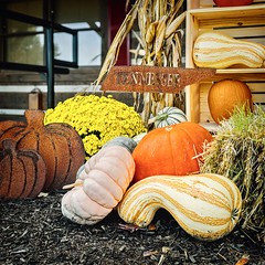 Appalachia pumpkins in Tennessee