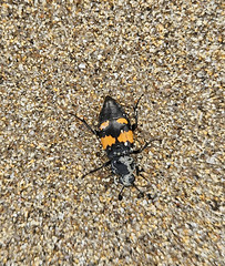 Sexton Beetle (Nicrophorus vespilloides) a Burying beetle species, on Reiss beach, 10 October 2024.