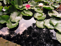 Lilies In A Pond