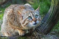 Asian Wildcat with a curious look