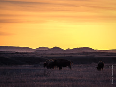 Bison at Dawn in the Badlands, 2024