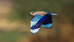 A wary Indian roller in flight over paddy fields