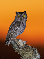 Pacific Screech-Owl (Megascops cooperi)