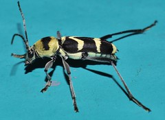 Gold and Black thorax Runner Longicorn Beetle Chlorophorus curtisi Clytini Cerambycinae Cerambycidae Cerambycoidea Coleoptera Mandalay rainforest Airlie Beach P1146352