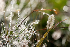 Morning dew sparkles