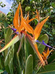 A Bird of Paradise