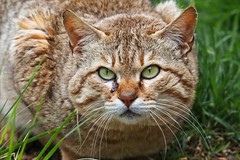 Asian Wildcat close-up head-on portrait