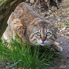 Asian Wildcat peering up from the ground