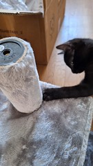 Unboxing and assembling the new cat tree with Zébulon