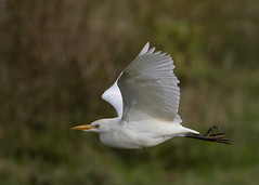 Cattle Egret