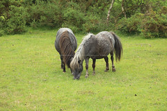 Wils ponies in the New Forest.