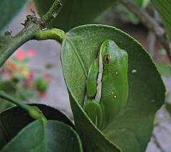 Green treefrog hiding in lemon tree - yesterday!