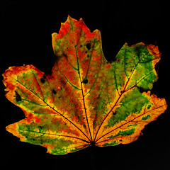 Autumn Leaf Colours (Explored)