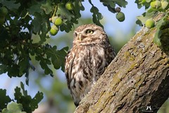 Little owl - Chouette chevêche (Athene noctua)_9921s_Thierry Chevrier⭐