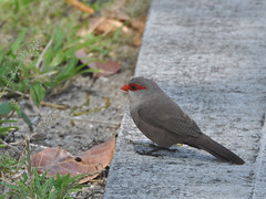 Common waxbill