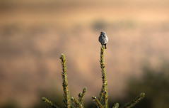 Black redstart