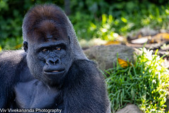 On a sunny autumn noon, adult silverback clan head Gorilla in contemplation. He weighs about 200kg. Gorillas tend to live in troops, with the leader being called a silverback. Uncropped image © 143455489@N03 Flickr