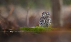 It is almost invisible: Steinkauz (Athene noctua) - little owl ·  ·  ·  (R5A_0544)  ·  ·  *explored*