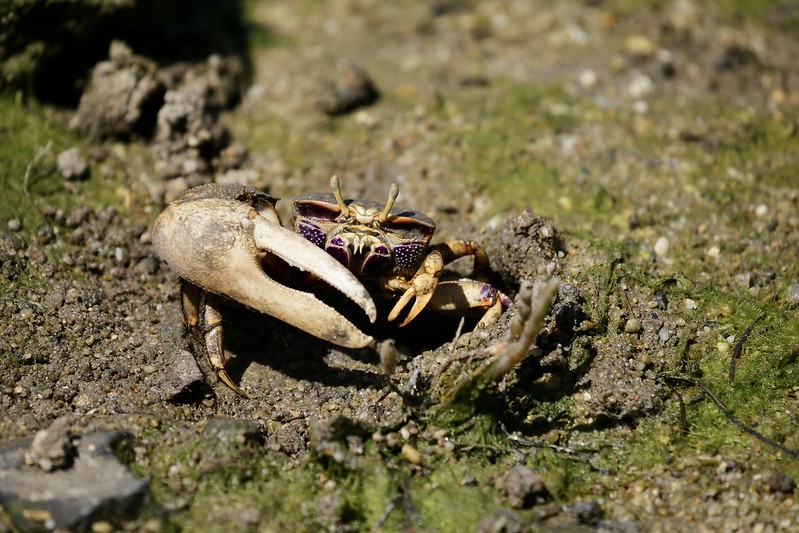 SIGNAL CRAB © 58149020@N06 Flickr