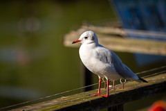 Black headed gull