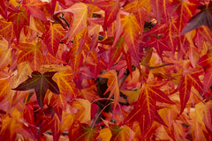 Colorful Liquidambar in Juan Carlos I Park, Madrid, Spain