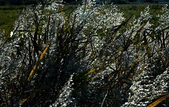 Herbstliches Schilfrohr (Phragmites australis), Fruchtstand im Gegenlicht; Niebüll, NF (7)