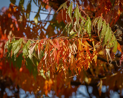 Fall Sumac