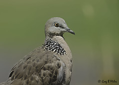 Spotted Dove (Spilopelia chinensis)