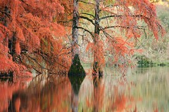 Golden bald cypress at Boulieu pond