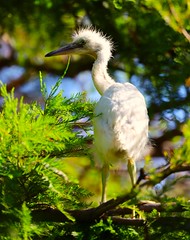 Egret