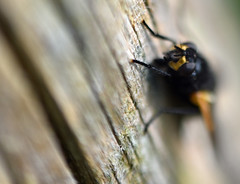 Noon Fly - Mesembrina meridiana