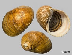 Pomacea megastoma (G. B. Sowerby I, 1825)