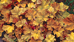 Soulis: Summertime Autumn Leaves