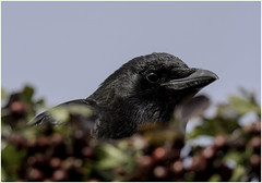 smiling crow