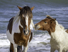 Pulling big brother's mane. Assateague Island, Maryland.