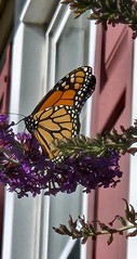 Monarch butterfly