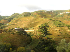 Terraced Vineyards of the Duoro - Route EN222