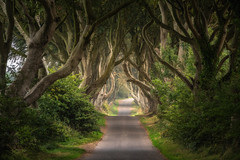 Dark Hedges