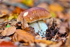 👀      < young porcini mushroom >