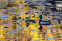 Ducks at Golden Hour