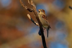 House Sparrow