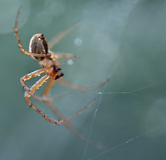 a male Metellina modeling for me