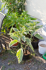 Brugmansia 