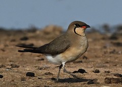 Collared Pratincole (Glareola pratincola)