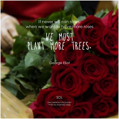 George Eliot It never will rain roses: when we want to have more roses we must plant more trees