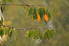 Pluie d'automne