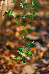 Autumn Colors - RF 100mm F2.8L Macro - Canon R5