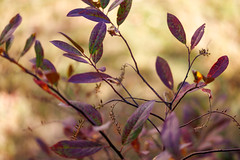 Autumn Colors - RF 100mm F2.8L Macro - Canon R5