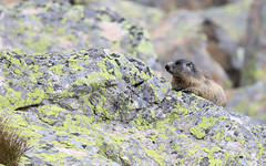 Marmotte des Alpes - Val Morteratsch/Grisons/CH_20210818_008-1