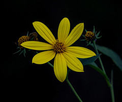 Jerusalem artichoke #1